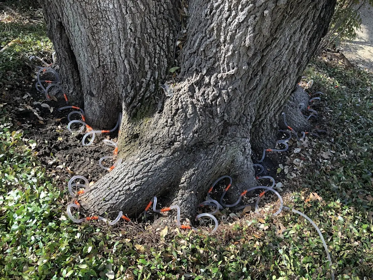 Detailed Tree Cabling and Bracing job site in Wolcottville