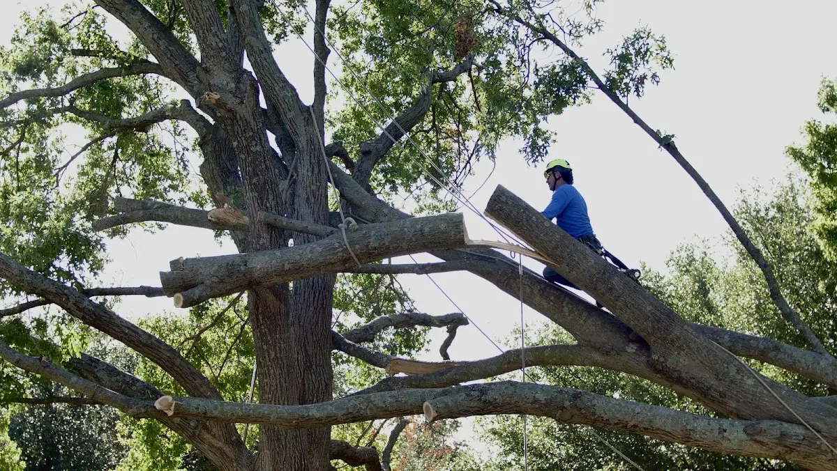Professional Crown Thinning performed by certified arborists in Wolcottville