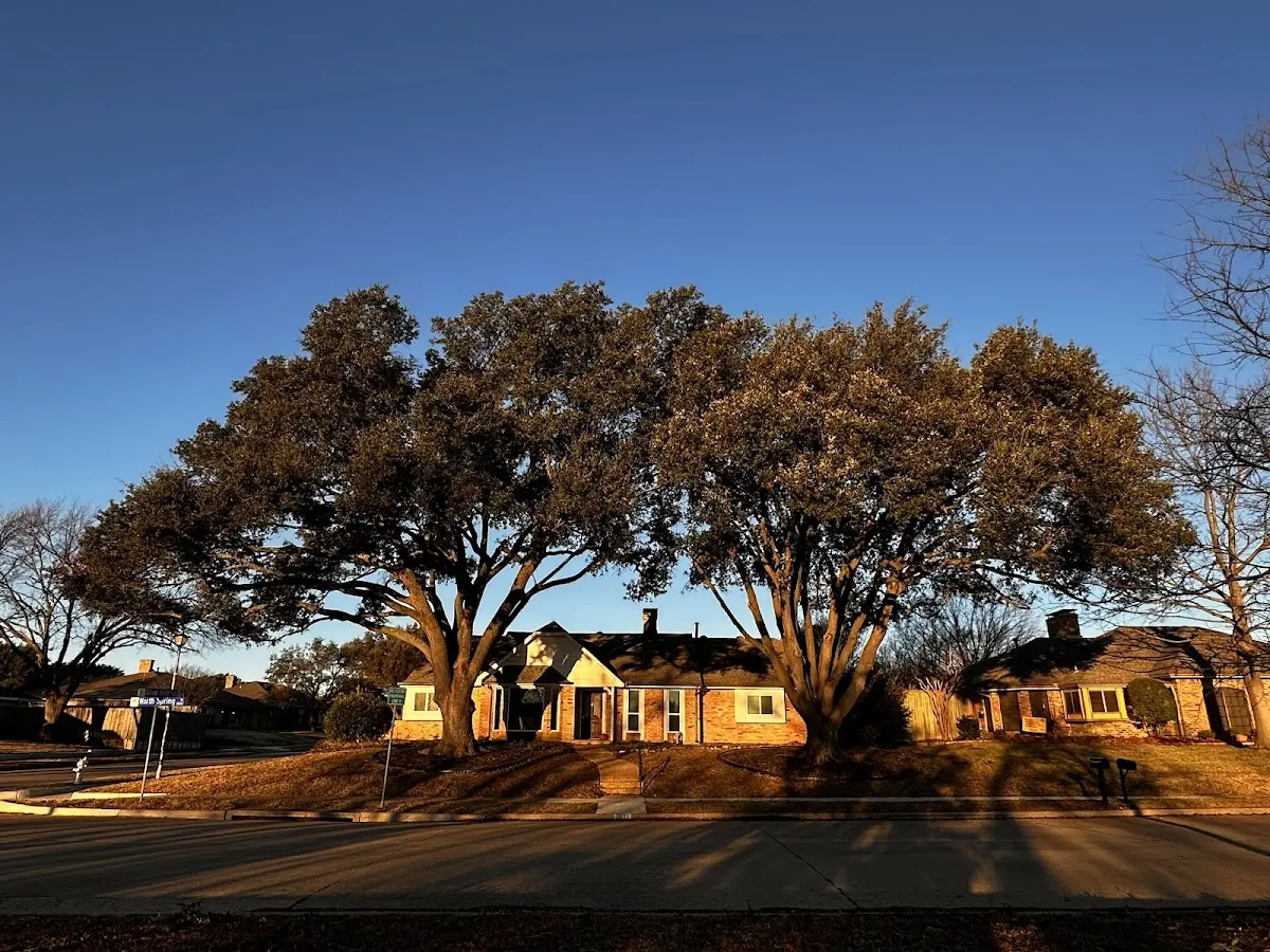 Established residential canopy tree shading a home in Wolcottville